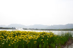 花海 湖面 游船  水面  山