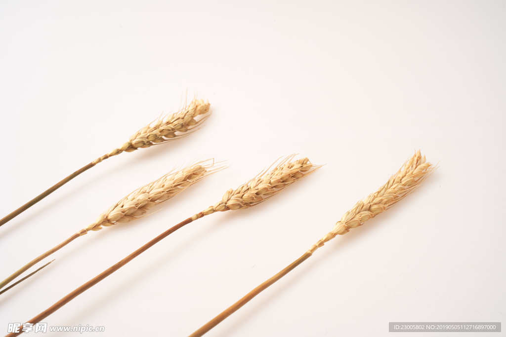小麦五谷杂粮