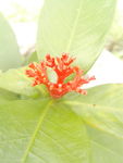 龙船花