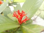 龙船花