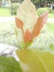 龙船花