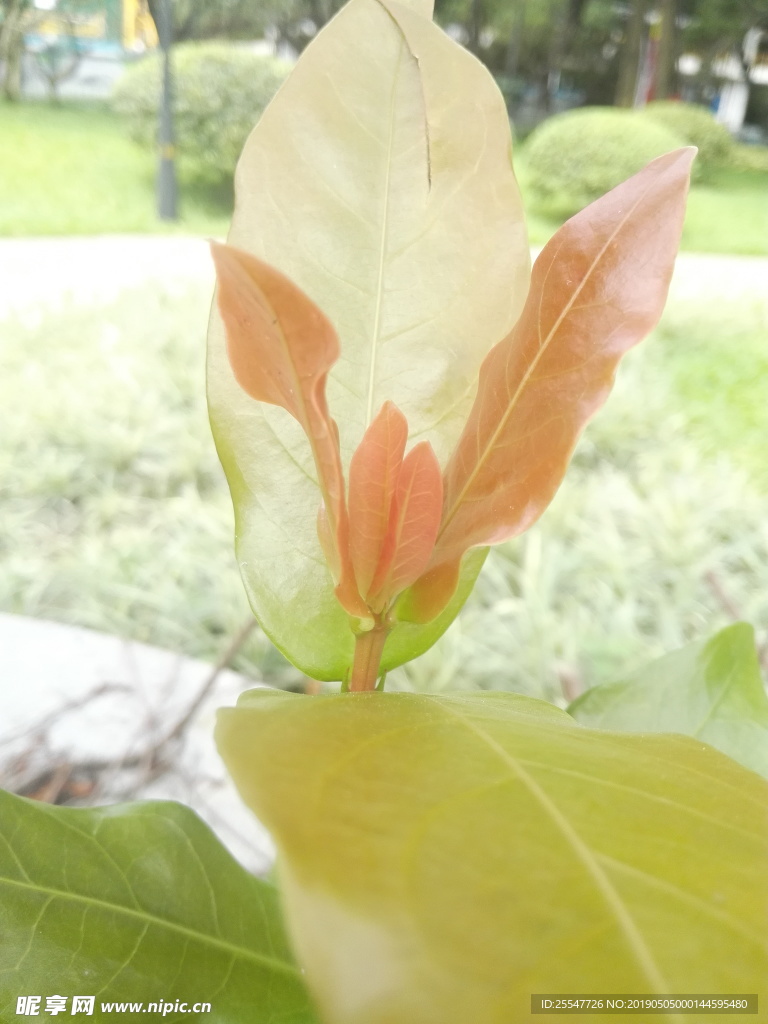 龙船花