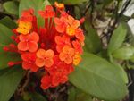 龙船花
