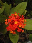 龙船花