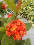 龙船花
