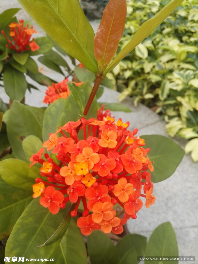 龙船花