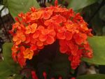 龙船花