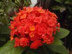 龙船花