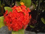 龙船花