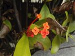 龙船花