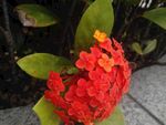 龙船花