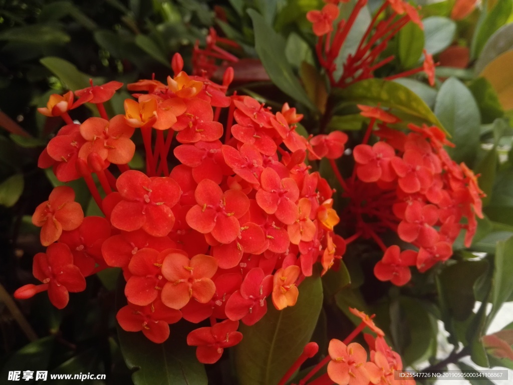 龙船花