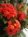 龙船花