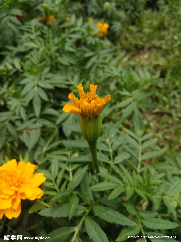 黄花