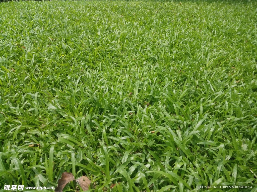 草坪