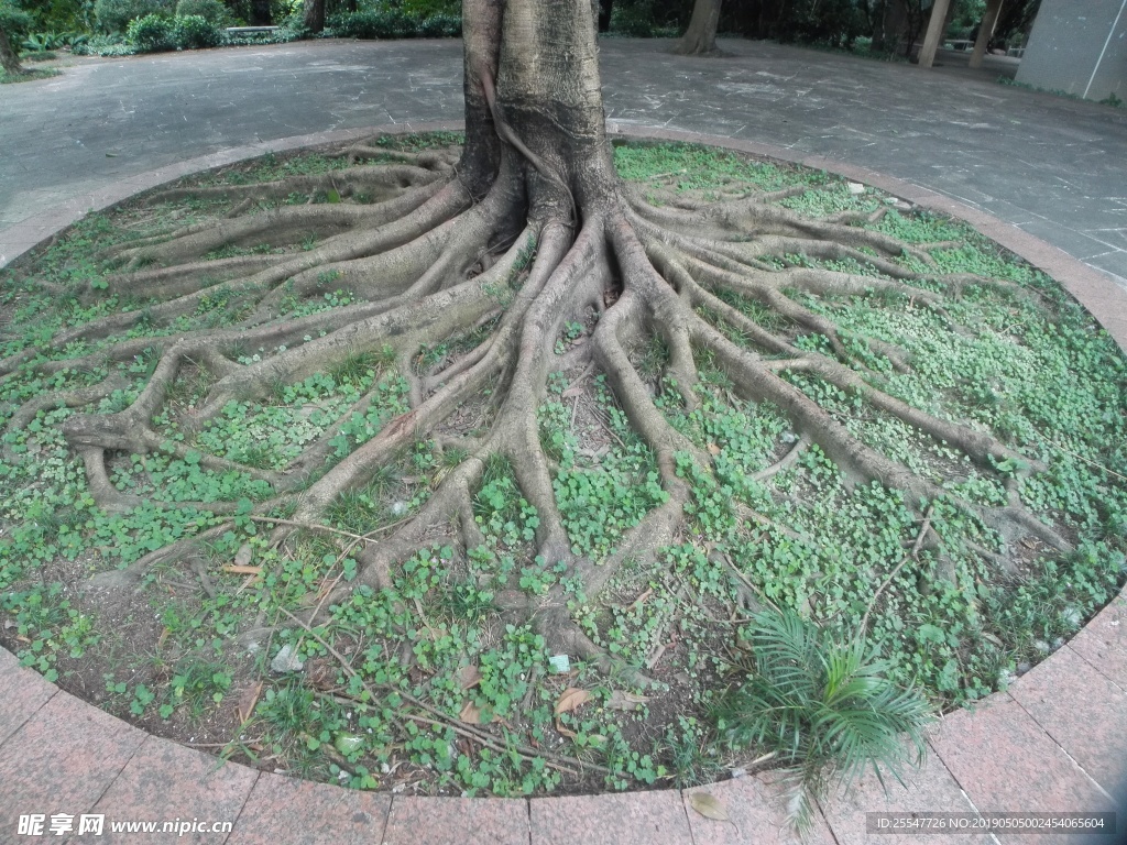 树根