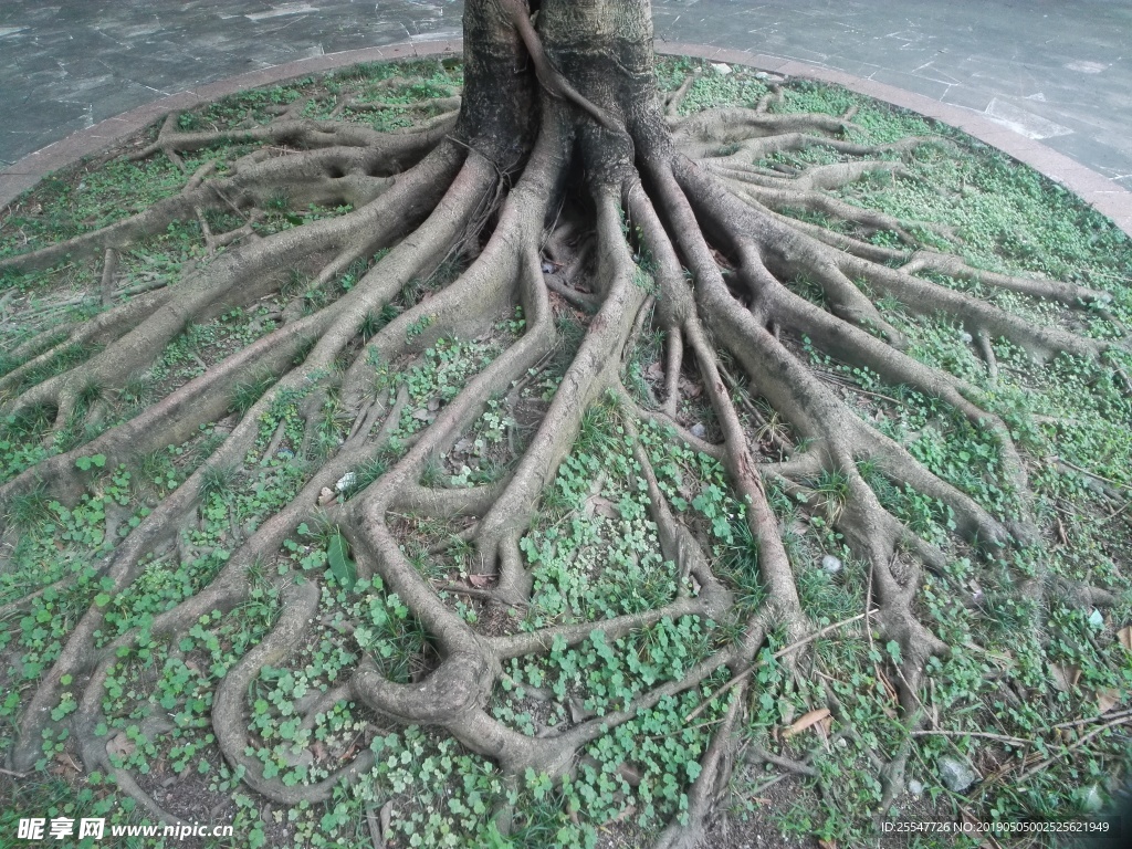 树根摄影图__树木树叶_生物世界_摄影图库_昵图网nipic.com