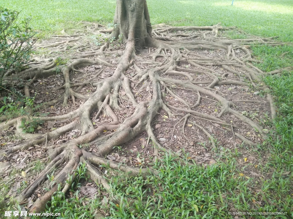 大树的根素材-大树的根图片-大树的根素材图片下载-觅知网