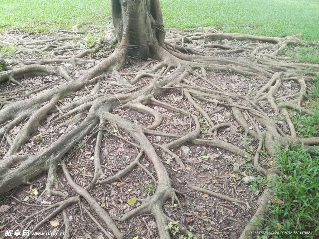 树根