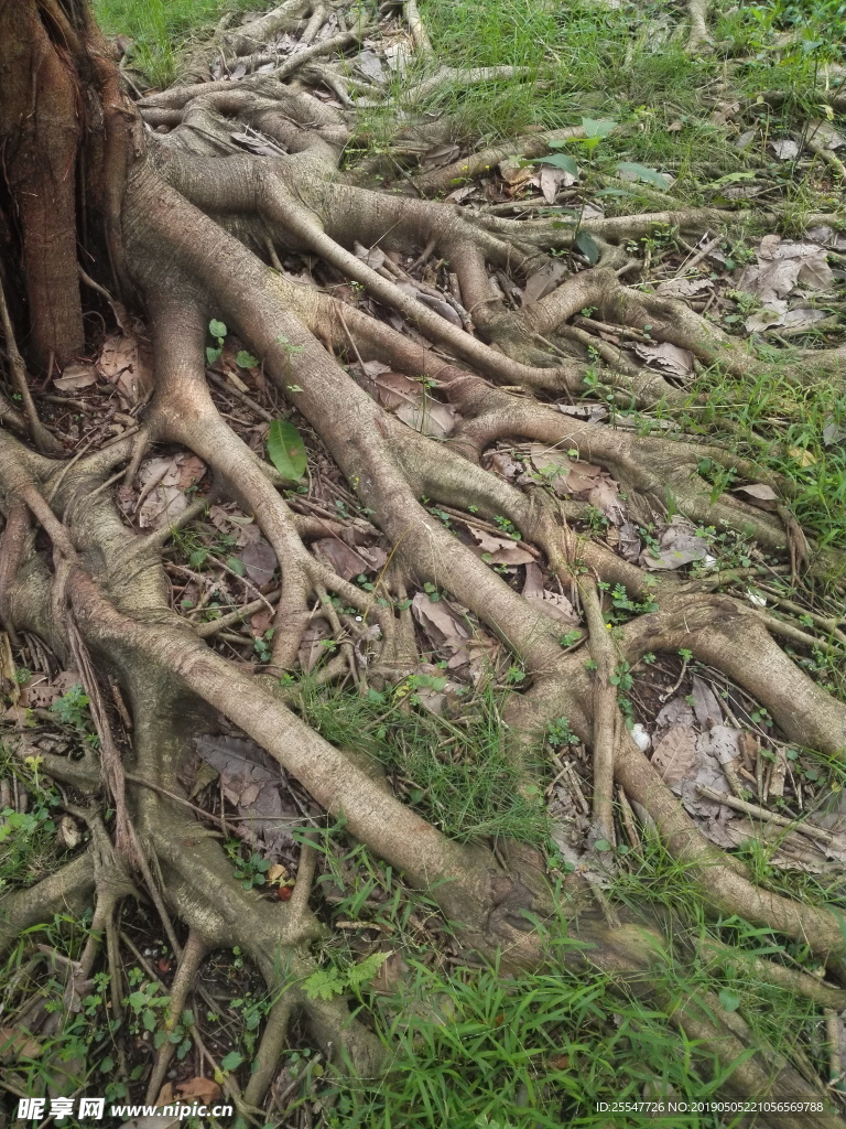 树根