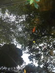 鱼塘