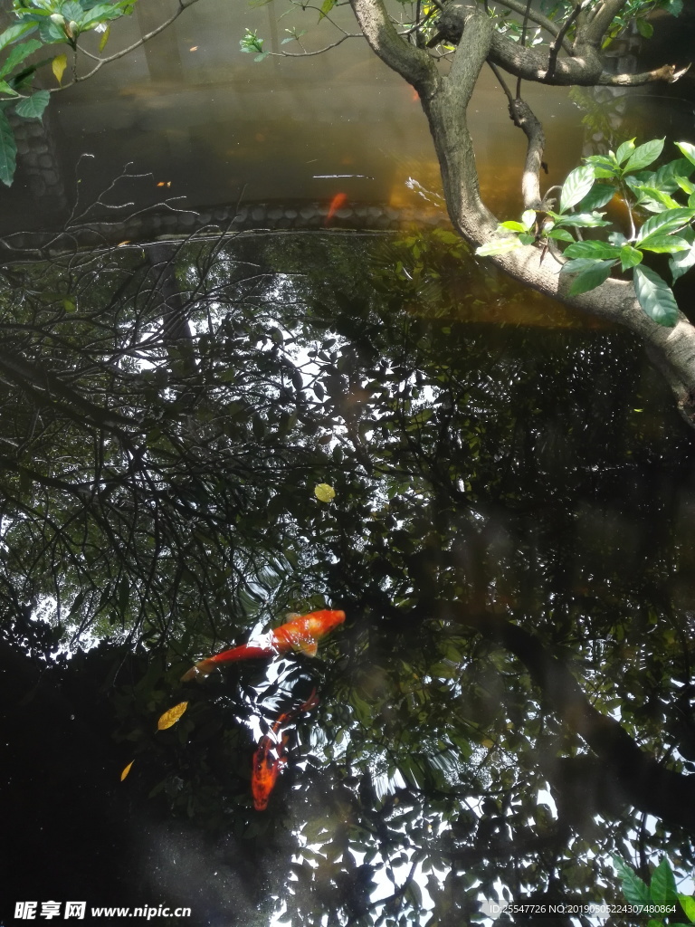 鱼塘