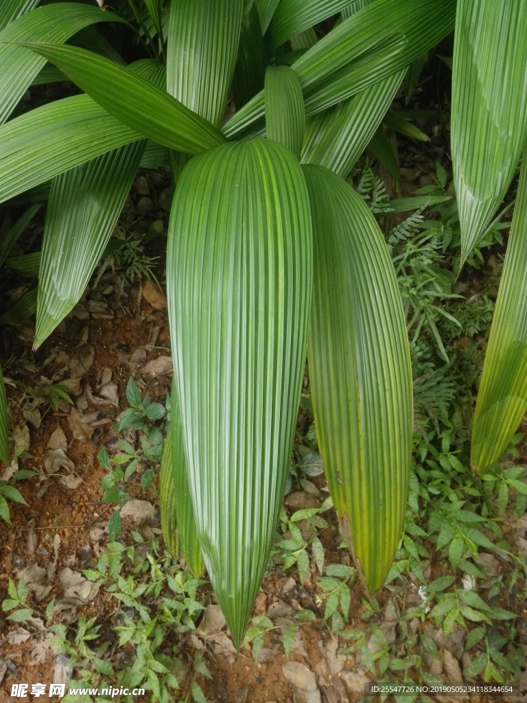 仙茅