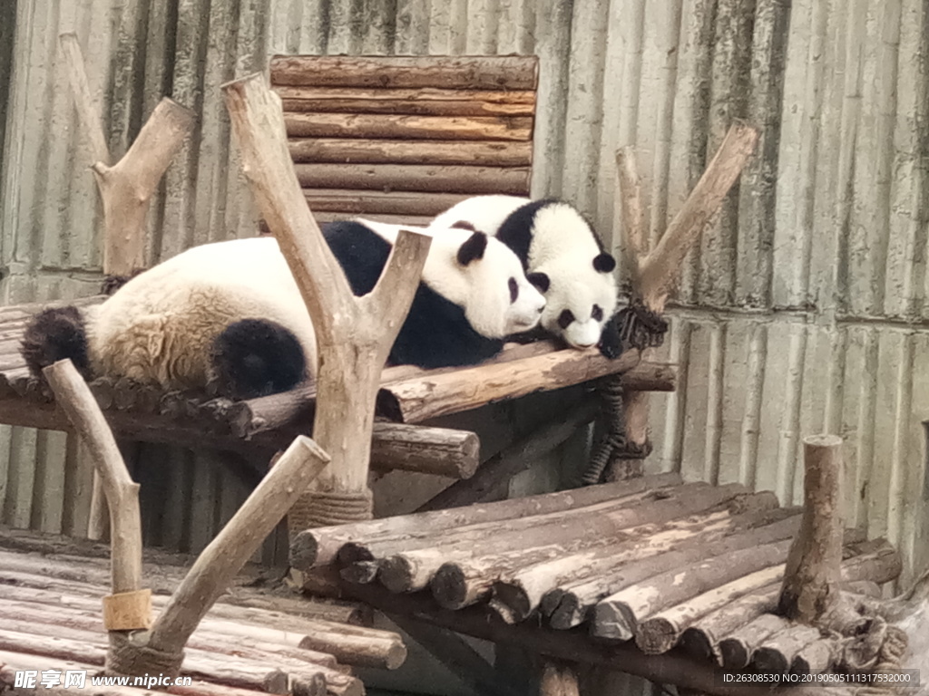 黏妈妈的小熊猫