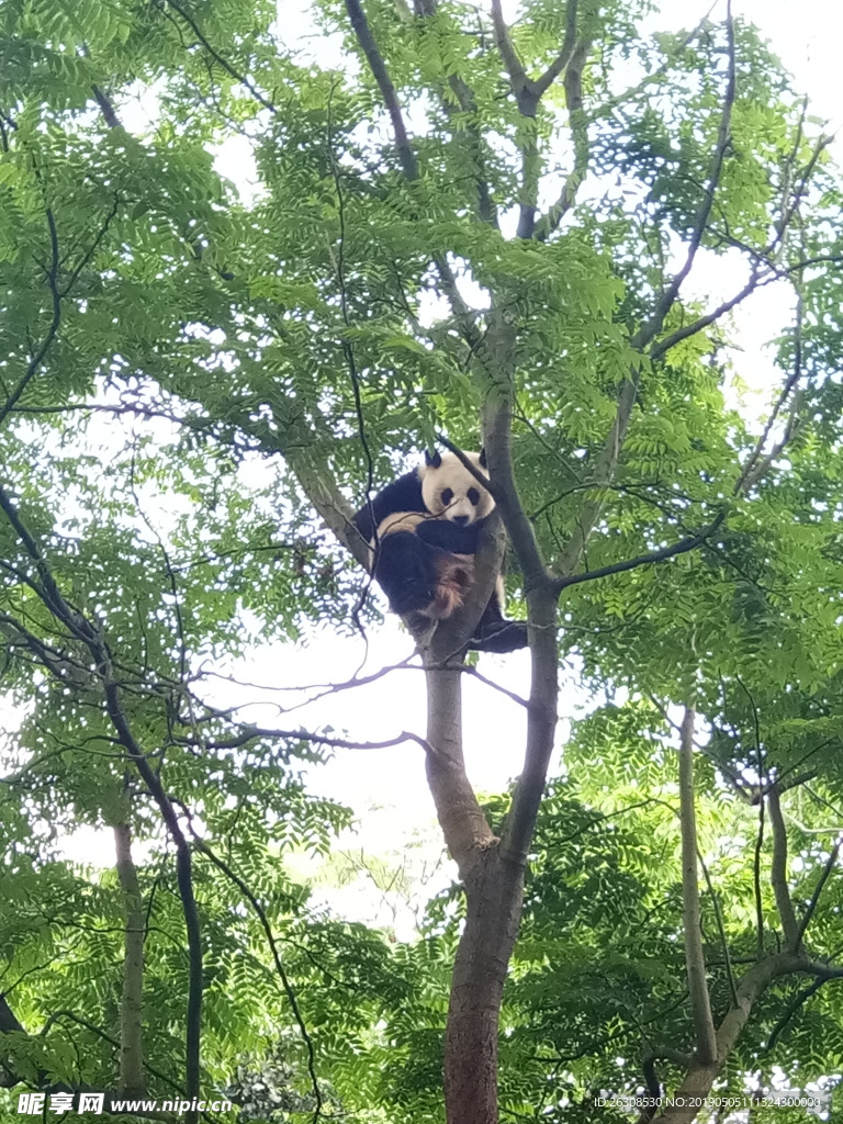 圆滚滚熊猫