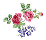 芍药花