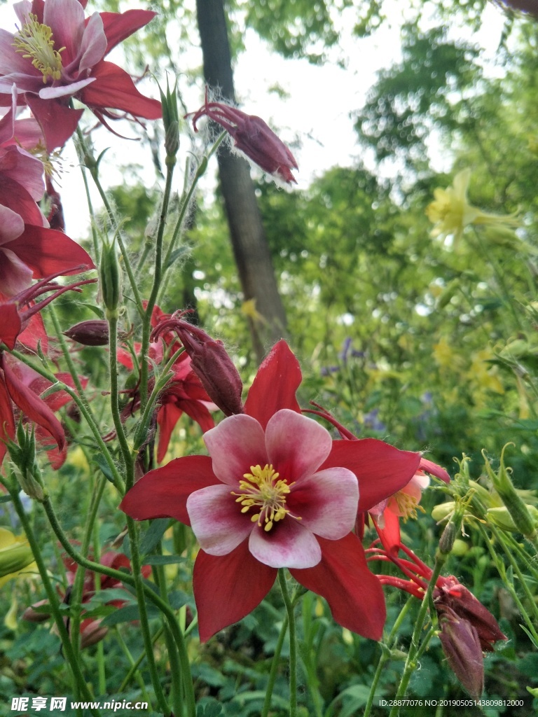 耧斗菜