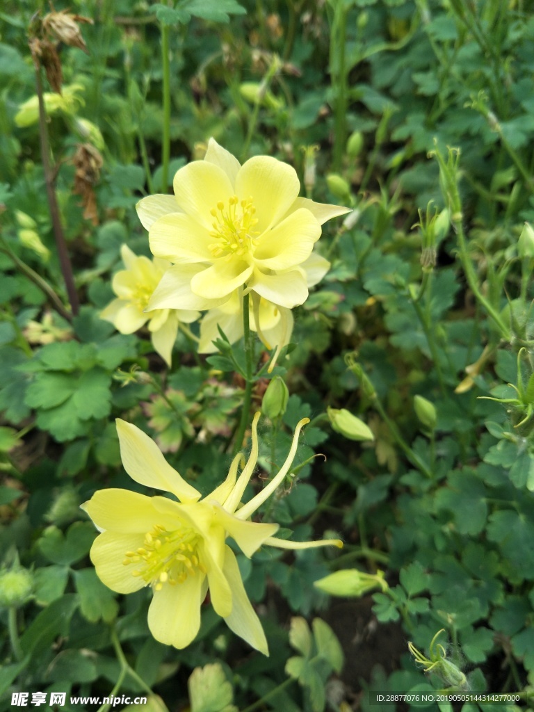 耧斗菜