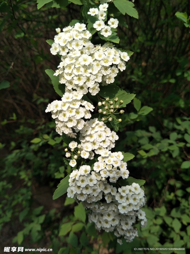 绣线菊
