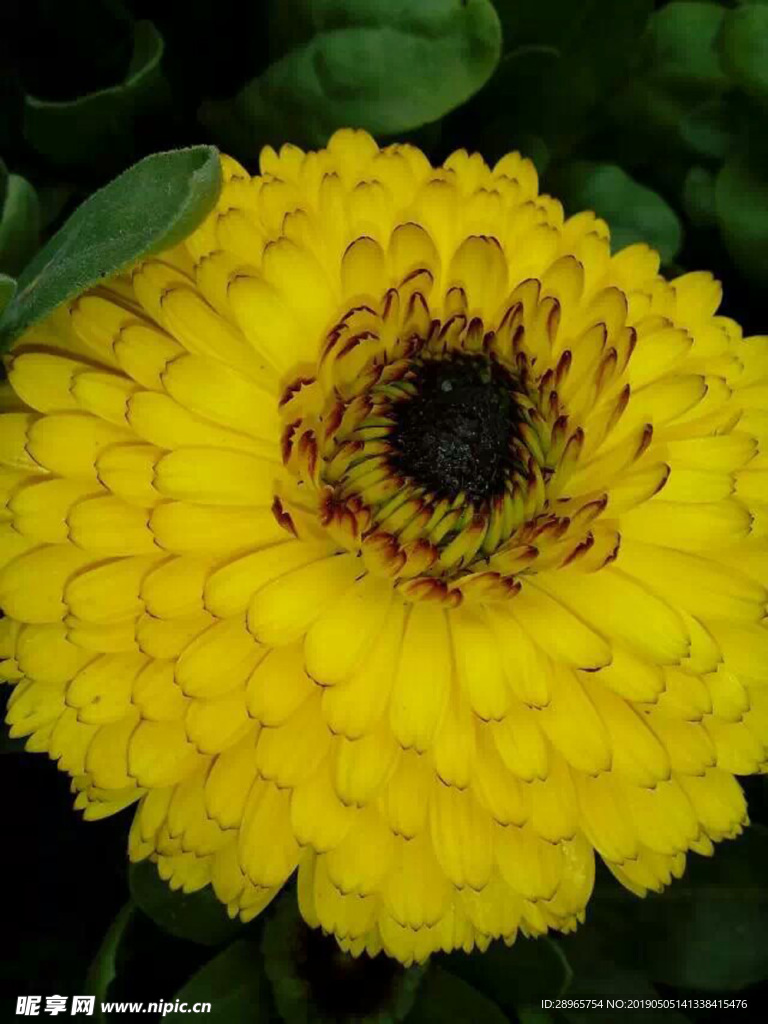 花