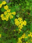 小黄花