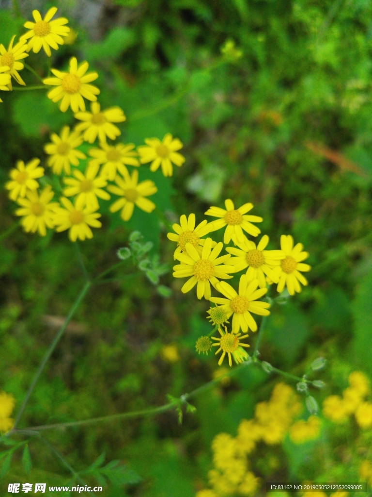 小黄花