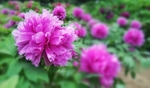 牡丹花