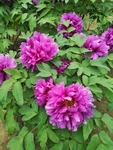 牡丹花