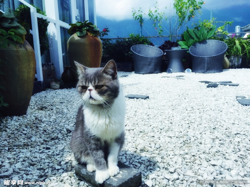 猫