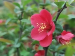 海棠花