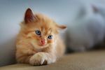 小猫咪 小萌猫