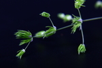 鲜花配草