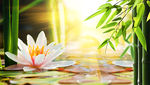 绿色竹子荷花电视背景墙