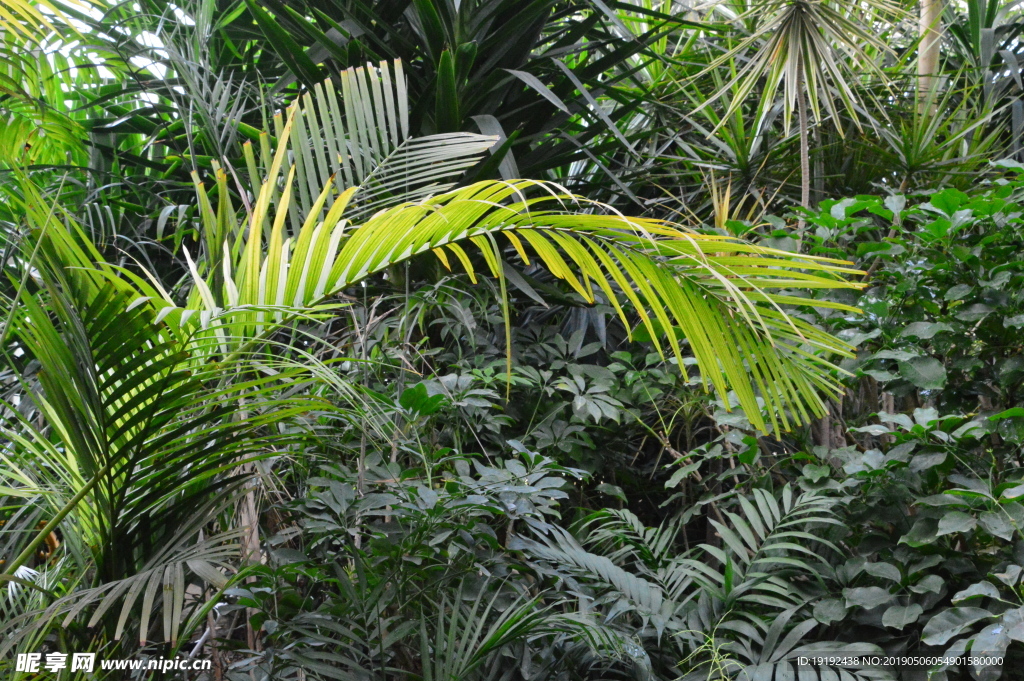 观叶植物
