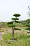 绿植 花卉 花艺 盒景 园艺