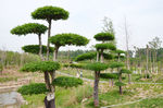 绿植 花卉 花艺 盒景 园艺