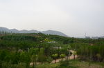 绿树  树木  天空  树林