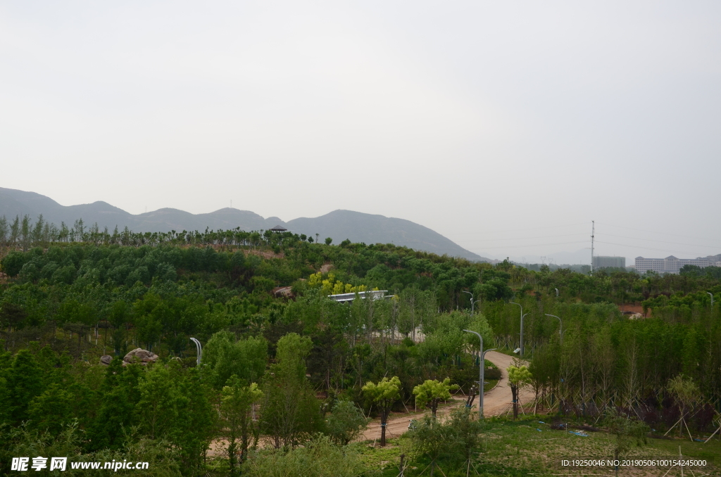 绿树  树木  天空  树林