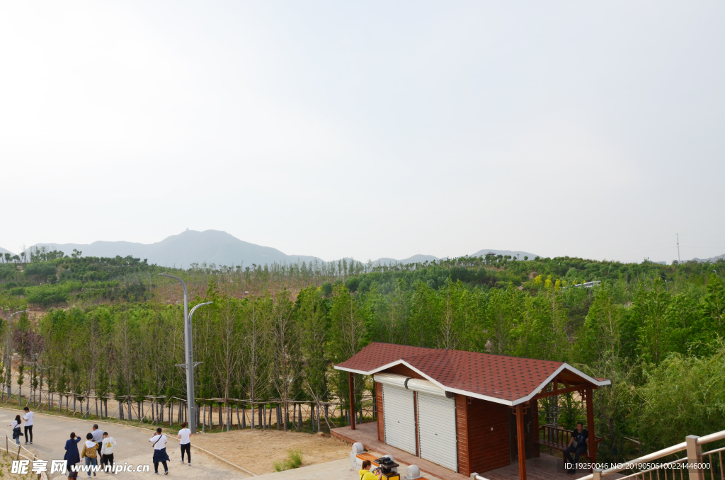 绿树  树木  天空  树林