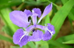 小花